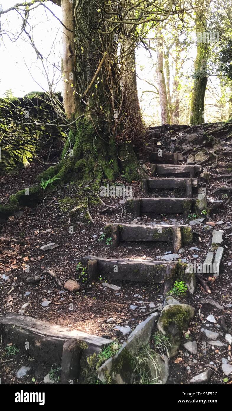 Steps up to Orrest Head - Smartphone Captured Stock Image