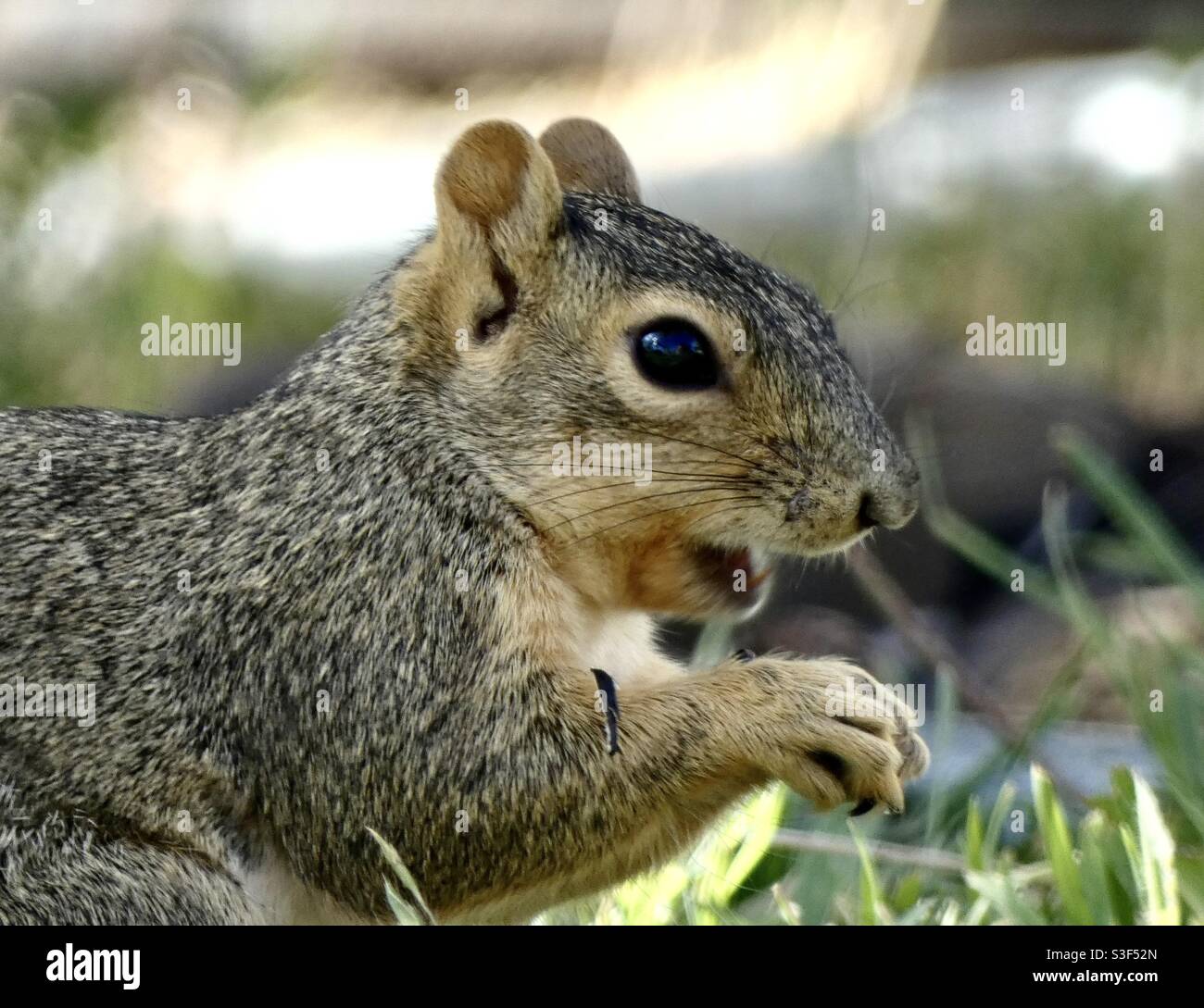 Squirrel eating Sunflower seeds Stock Photo Alamy