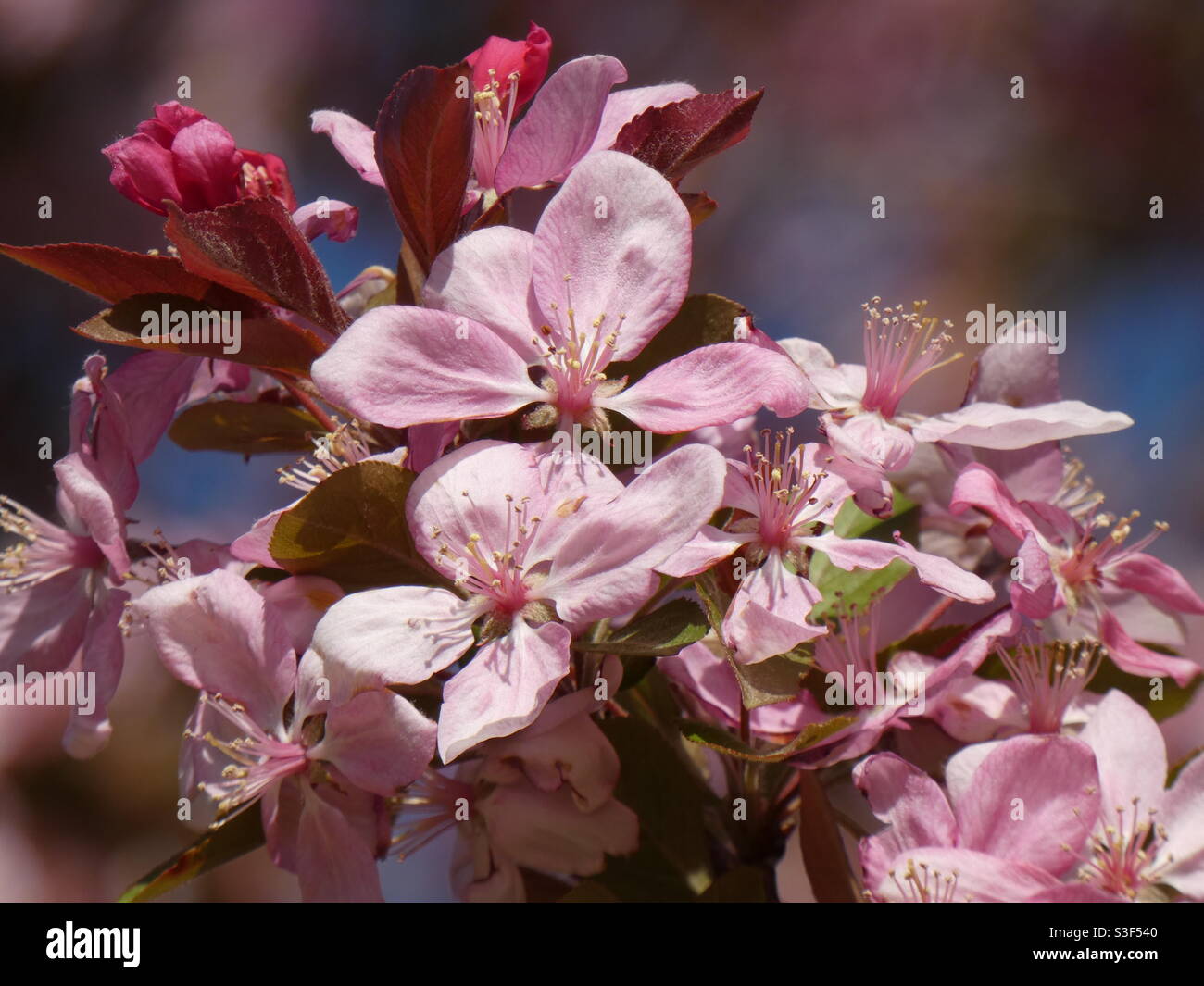 Pretty pink flowers blooming Stock Photo Alamy