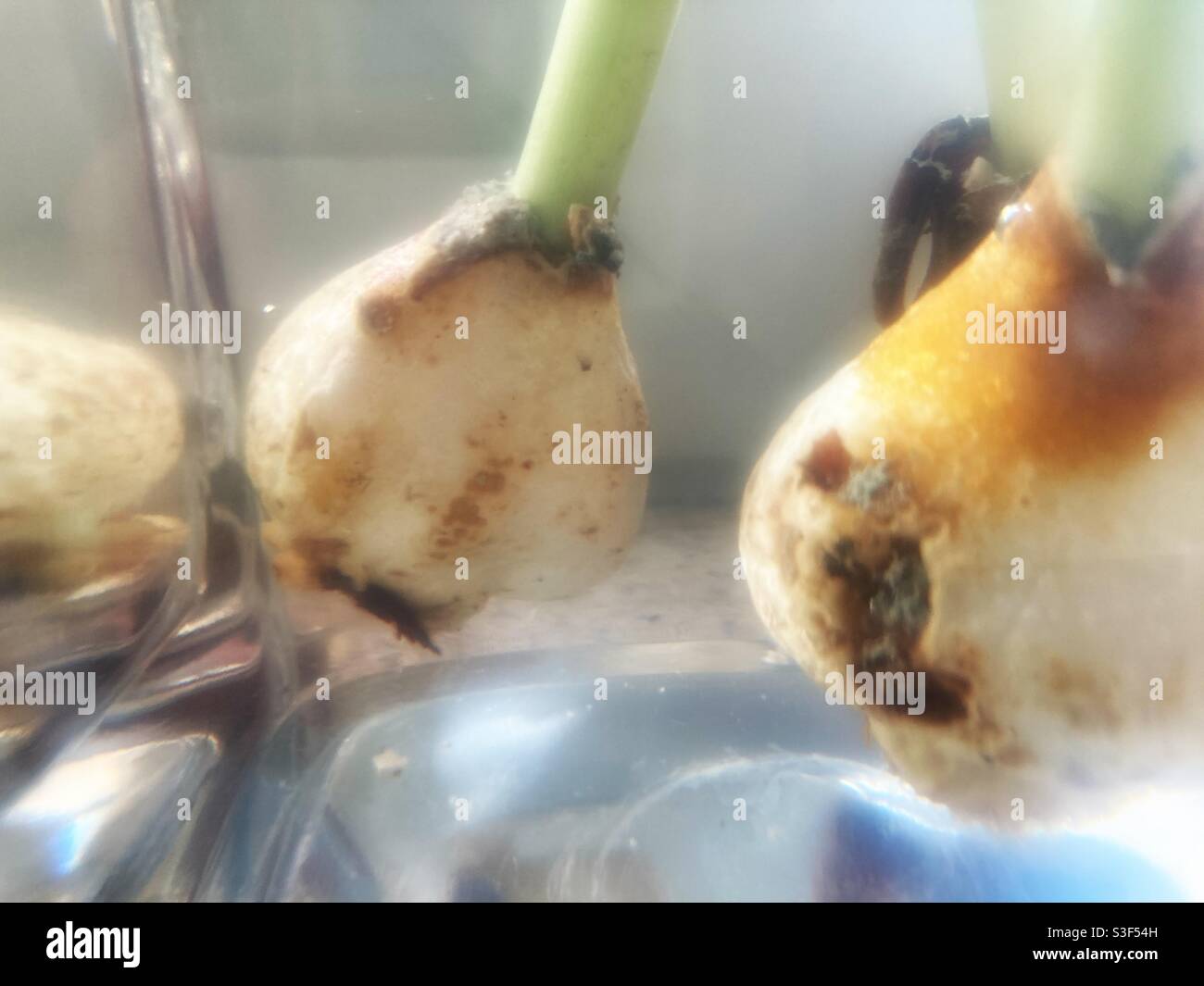 Tulip bulbs in a vase Stock Photo Alamy