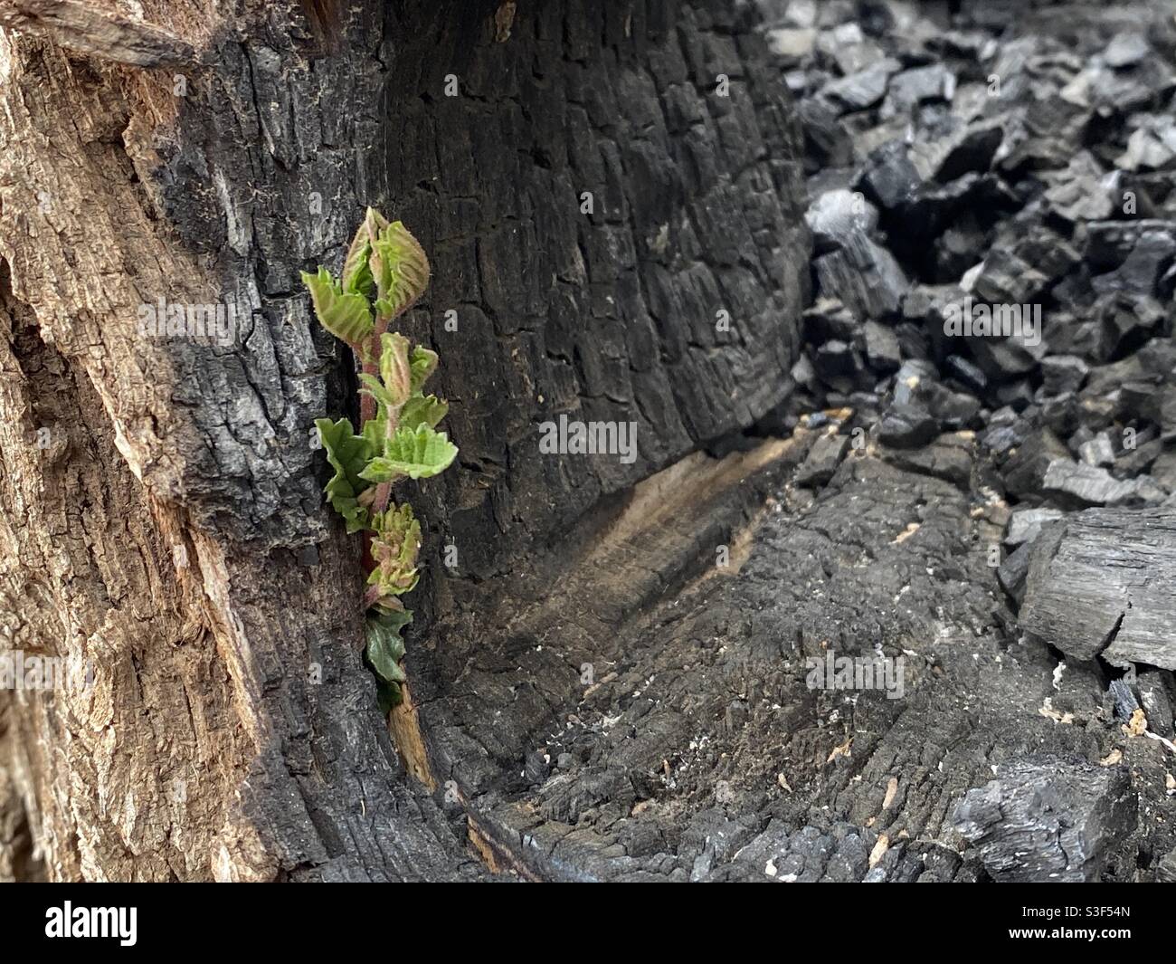 Tree Ashes Hi-res Stock Photography And Images - Alamy