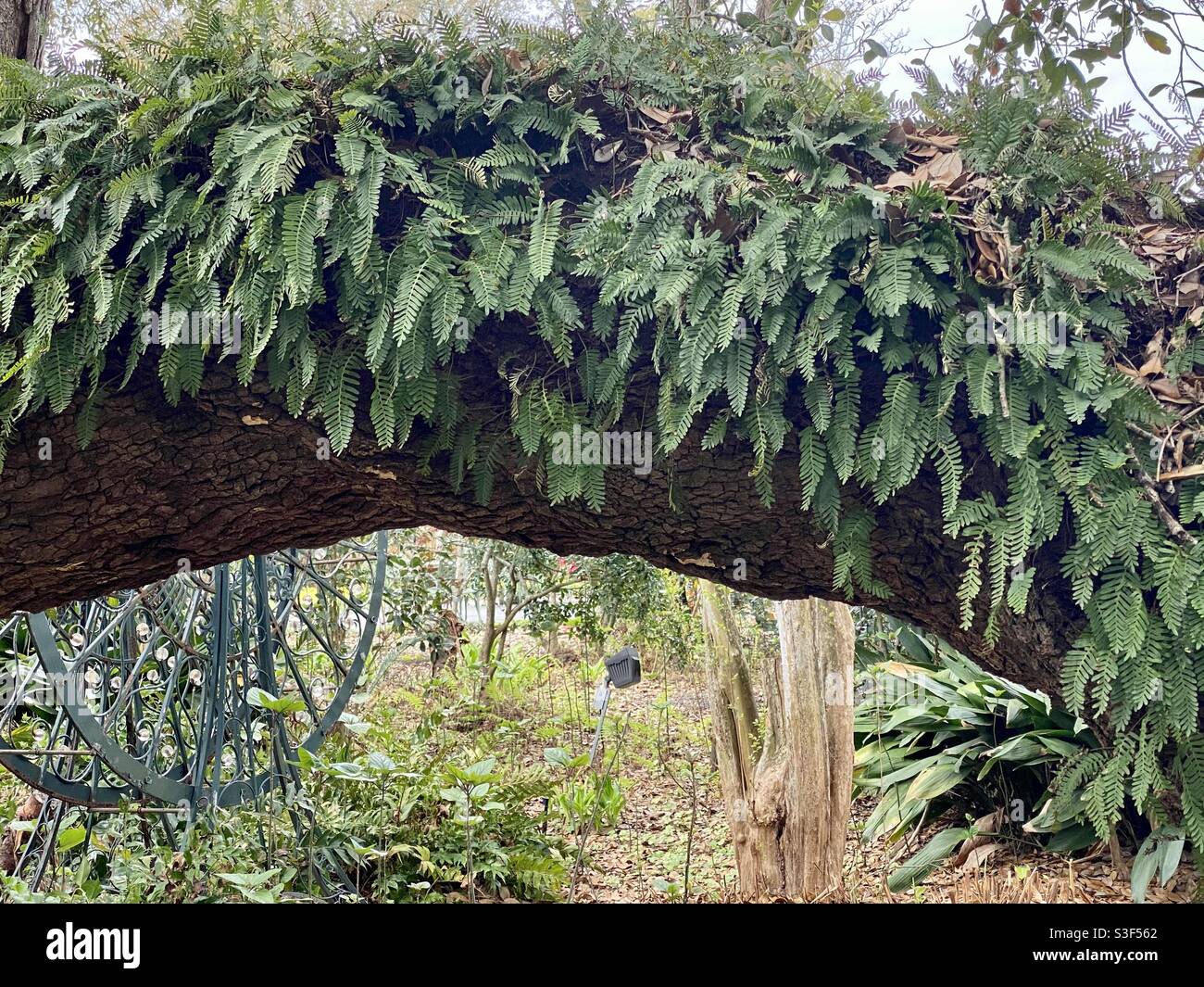 Green Ferns on Oak Tree Branch Stock Photo