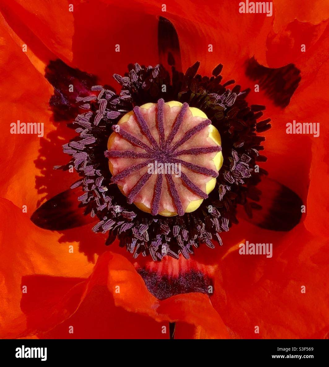 Giant Poppy close-up Stock Photo