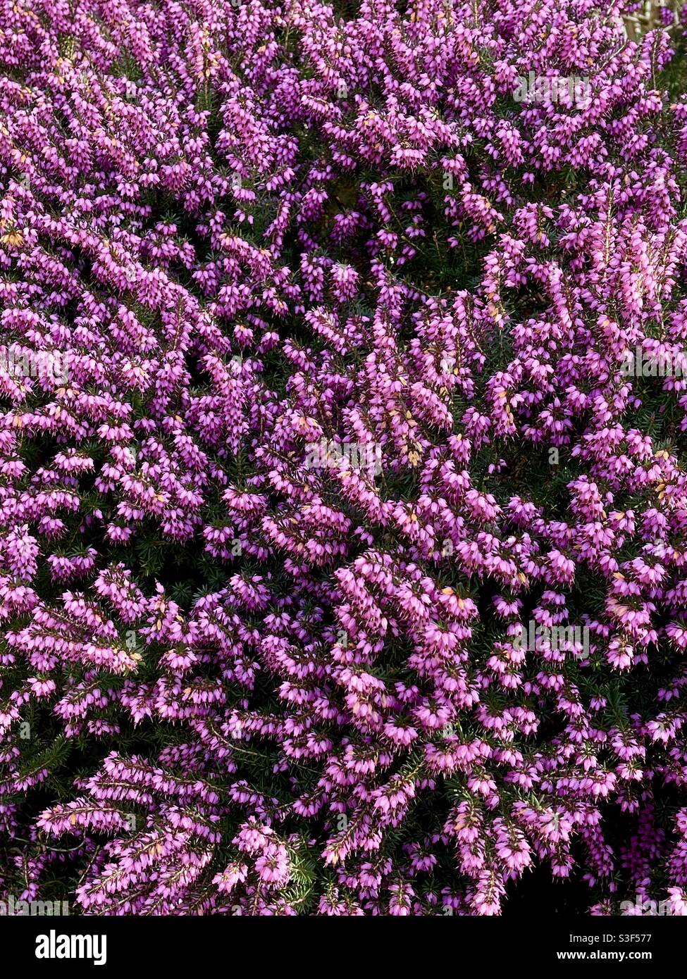 Heather flowering Stock Photo