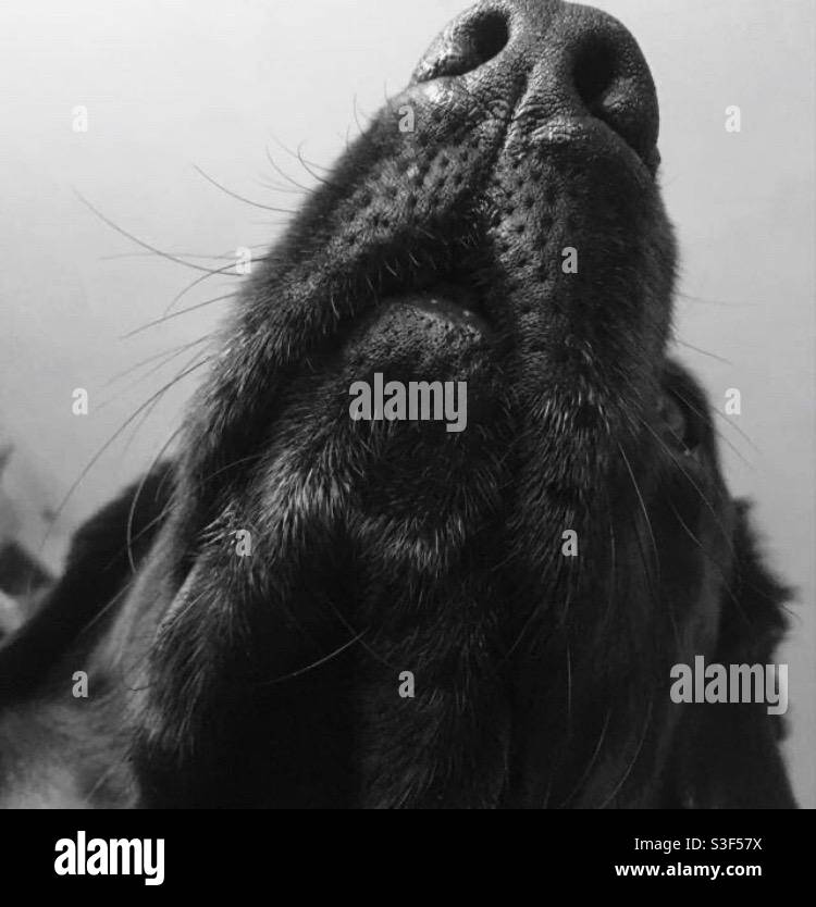 Do Dogs Need Their Face Whiskers