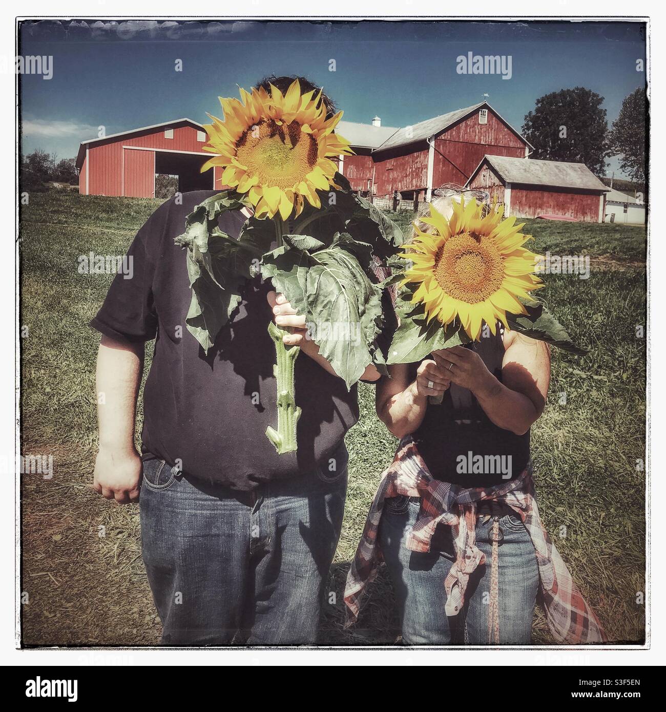 Man and woman holding large sunflowers in front of their faces Stock Photo