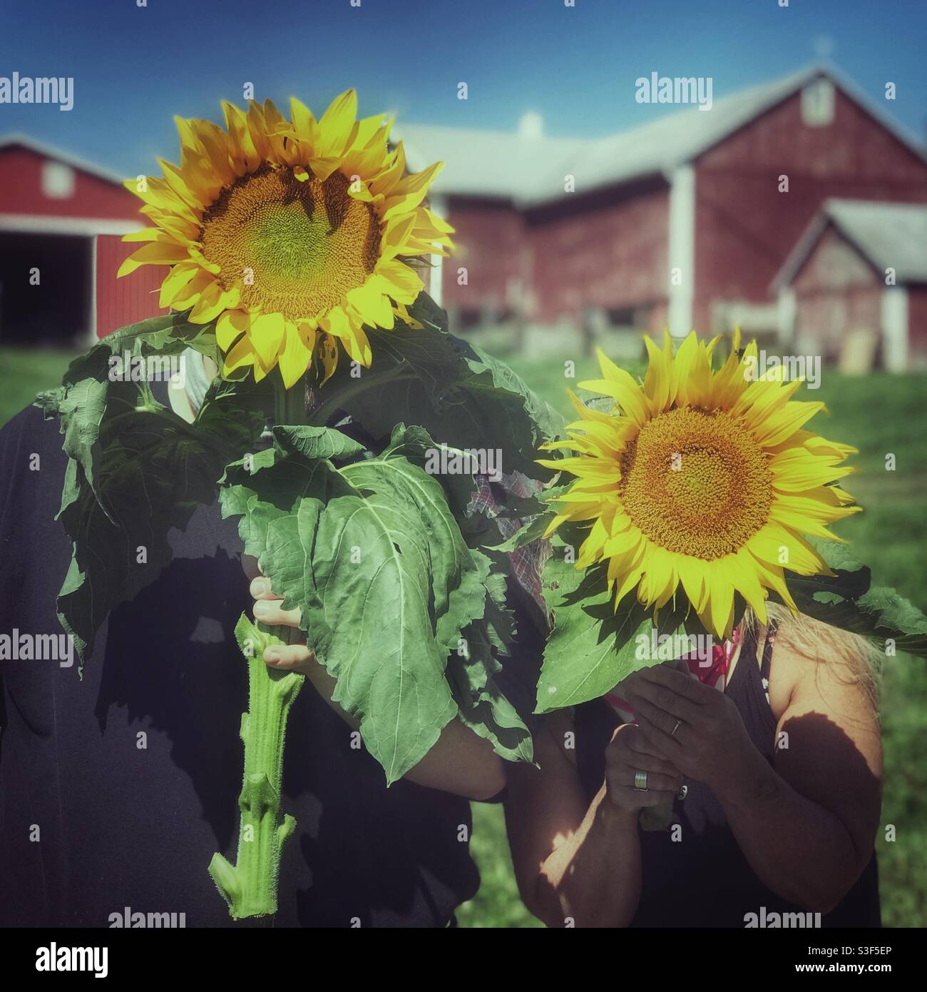 Couple holding large sunflowers in front of their faces Stock Photo