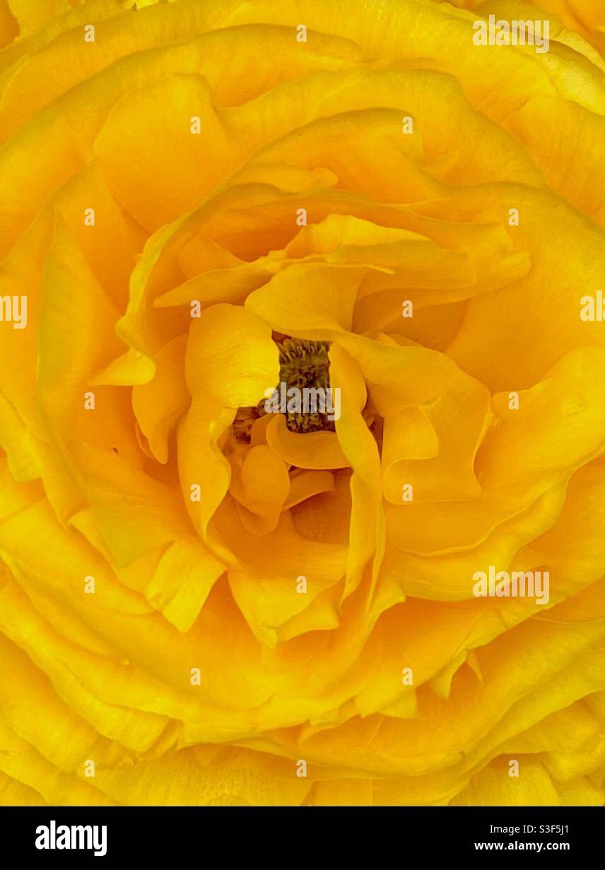 Macro image of a yellow rose in the garden Stock Photo