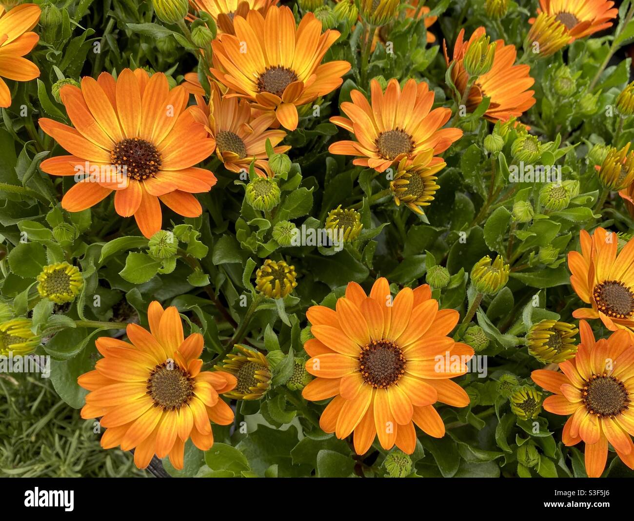 Beautiful orange summer flowers in the garden Stock Photo
