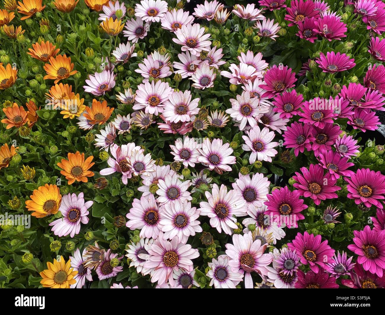 Colourful display of beautiful summer flowers in the garden Stock Photo