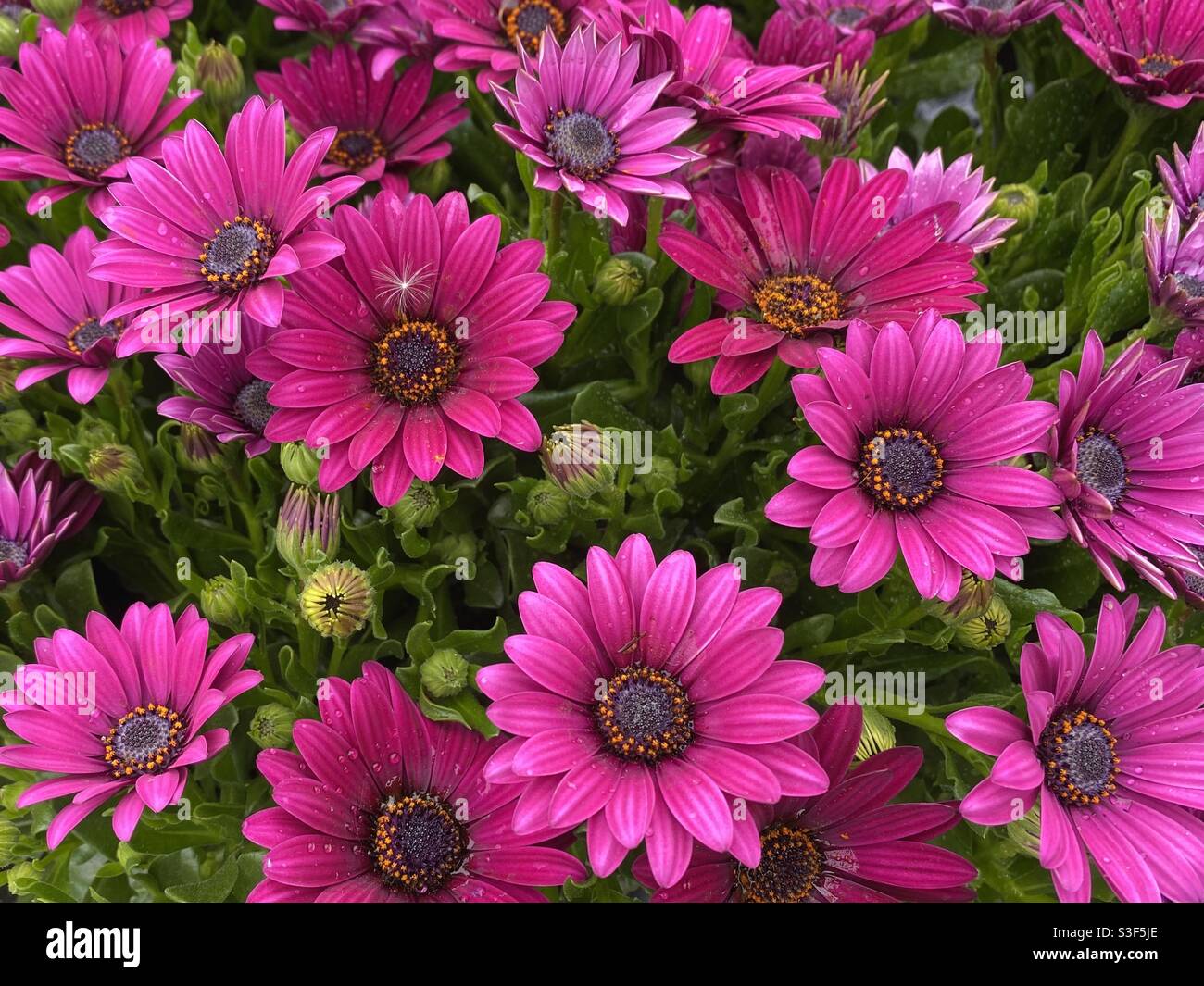 Vibrant close up images of beautiful pink flowers in summer Stock Photo