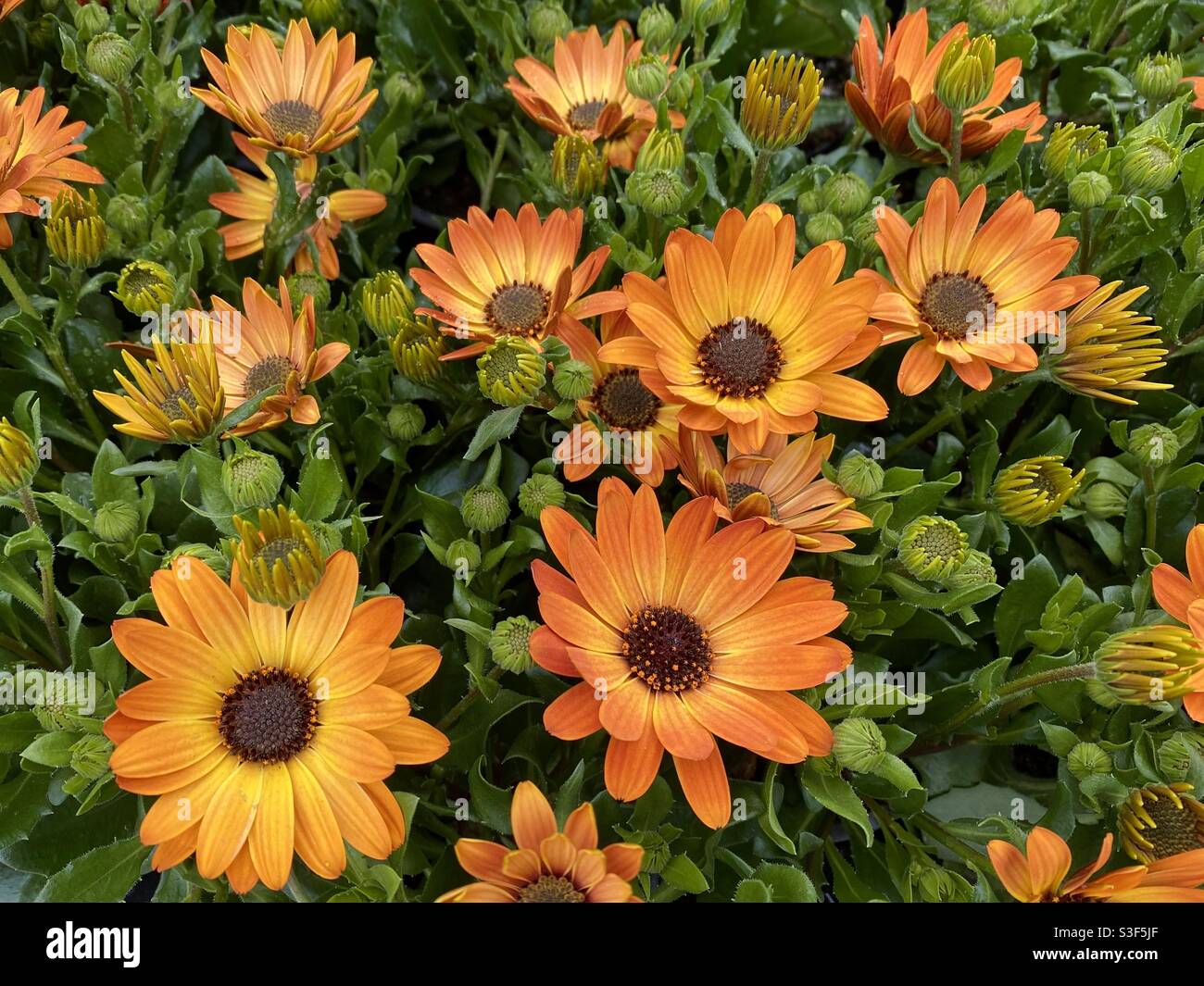Beautiful display of orange summer flowers in the garden Stock Photo