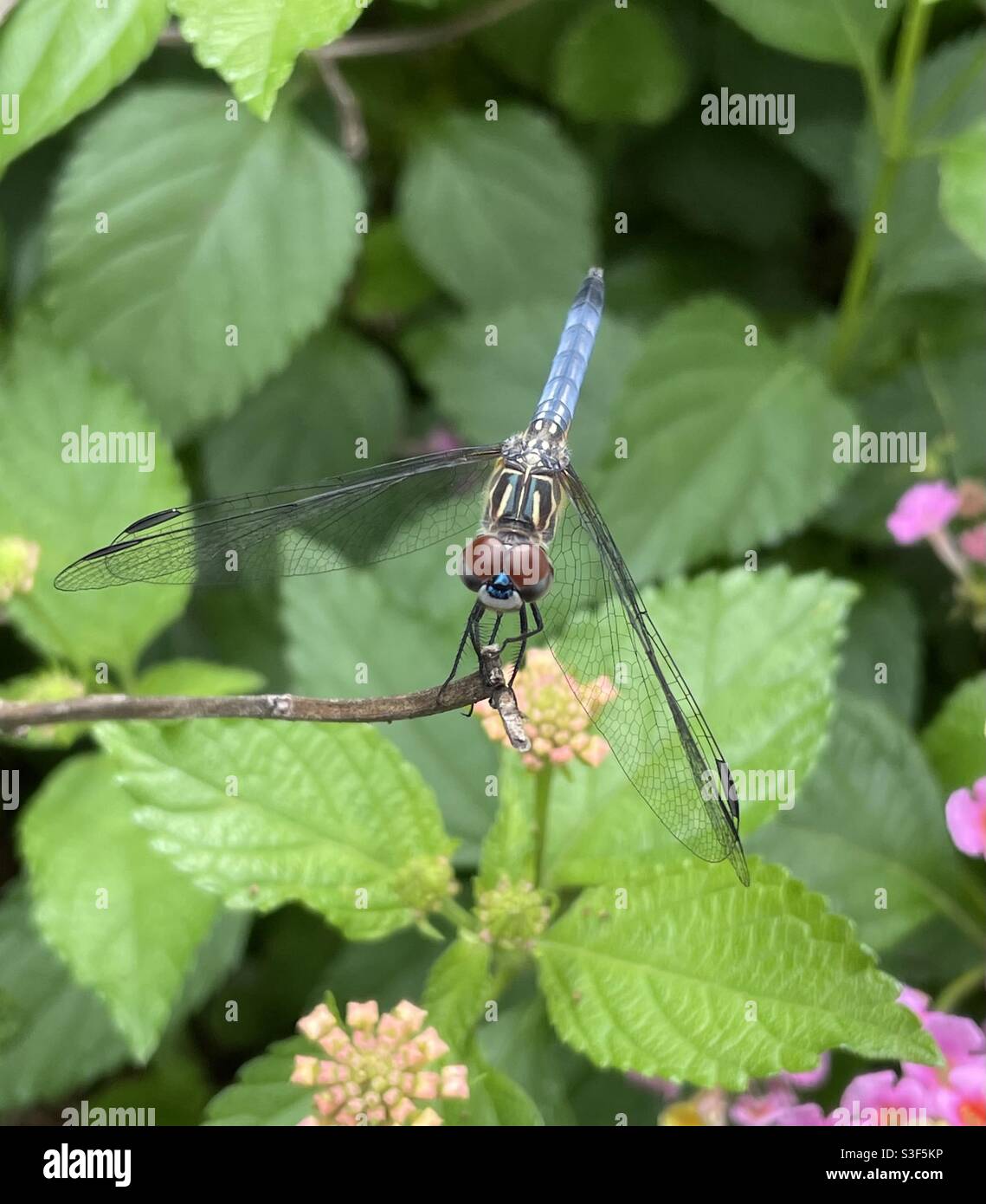 Insects on wildflowers hi-res stock photography and images - Alamy