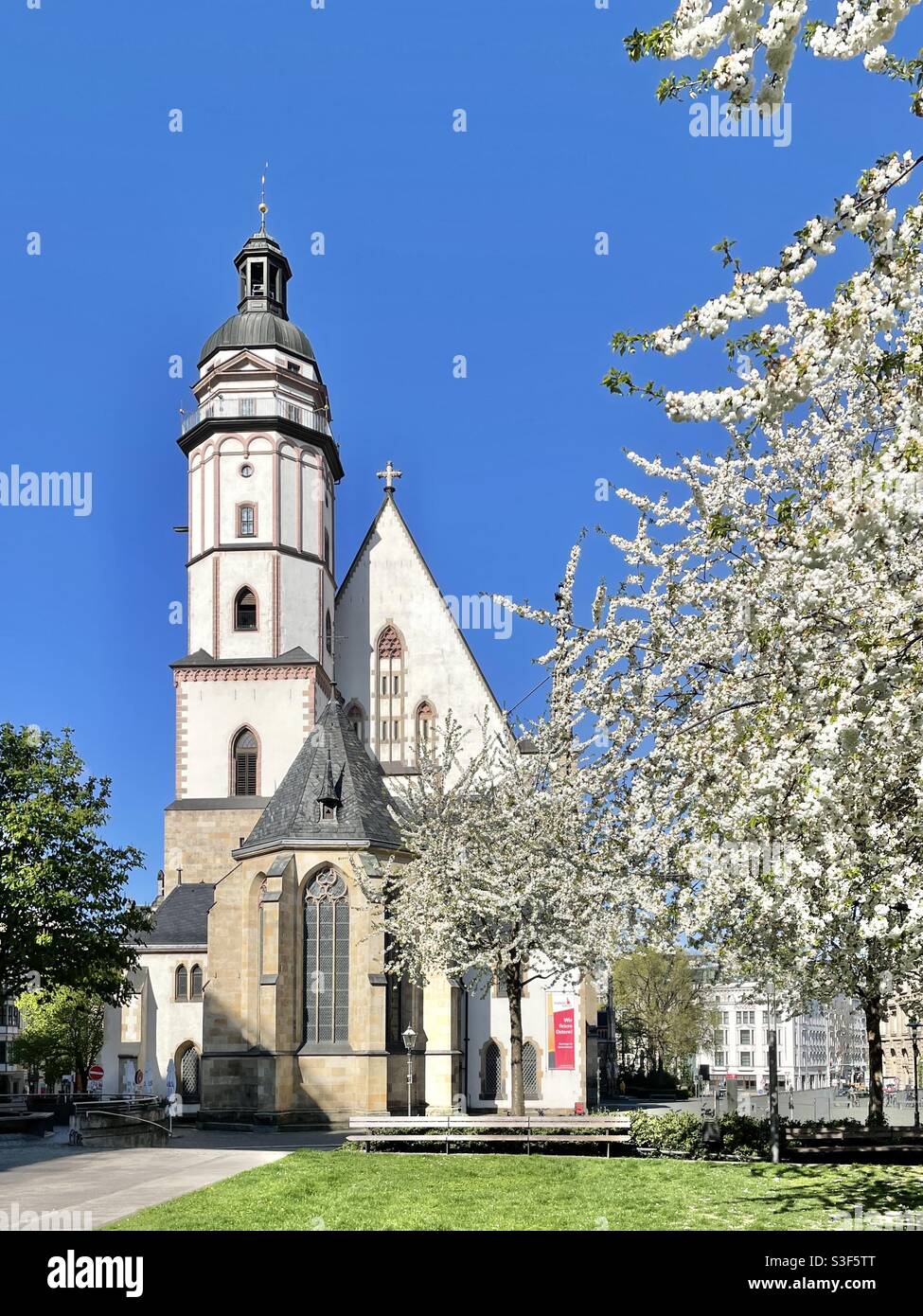 Leipzigs Thomaskirche with cherry blossoms. Stock Photo