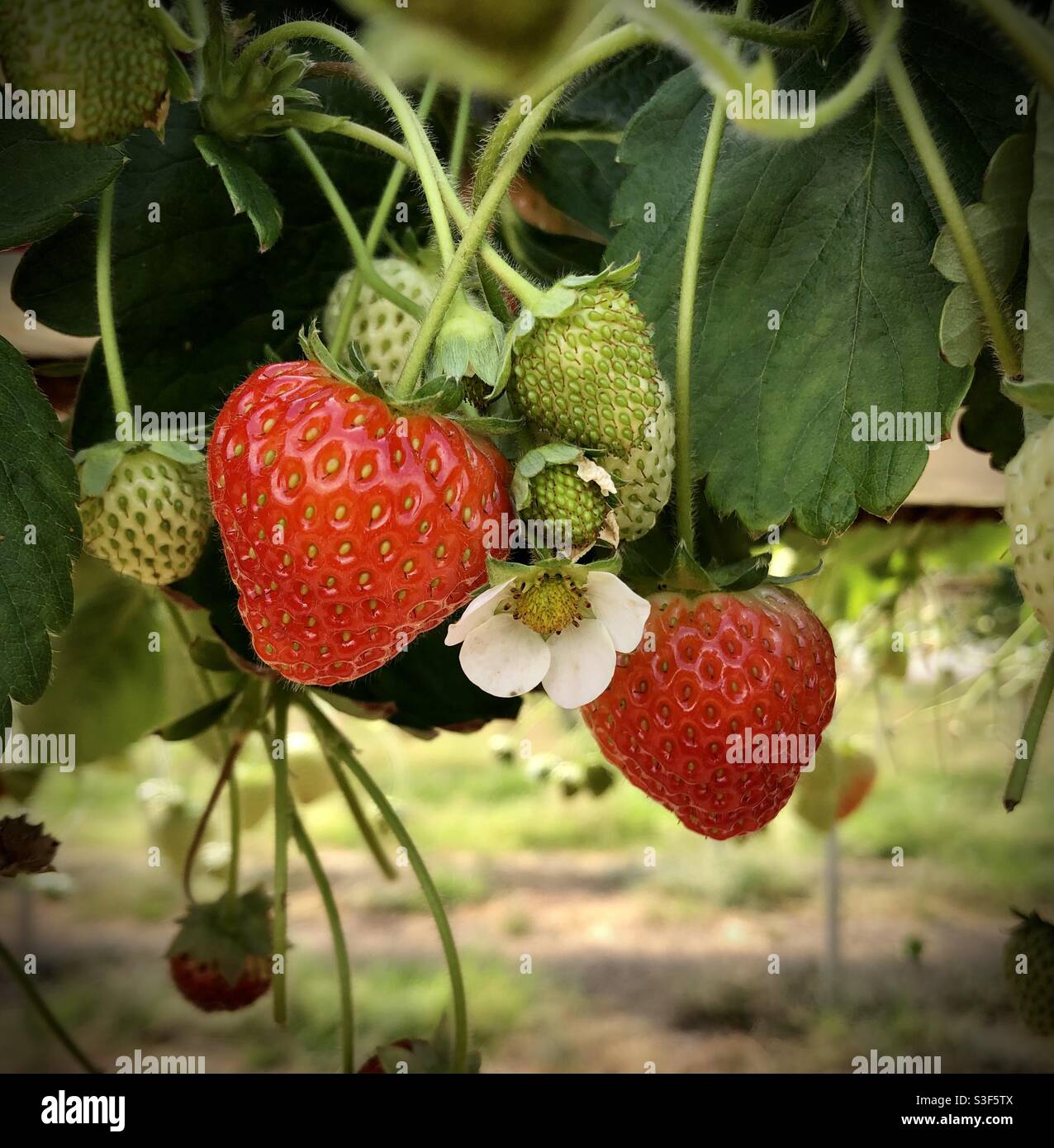 Hanging Strawberry plant with white flower Stock Photo Alamy