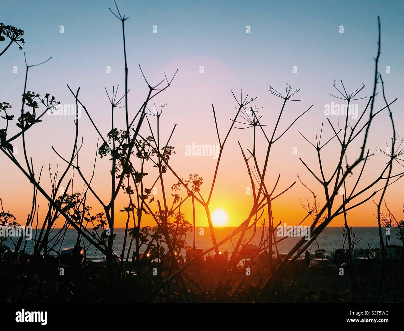 Beautiful sunset over the beach viewed through foliage, Cornwall - Smartphone Captured Stock Image