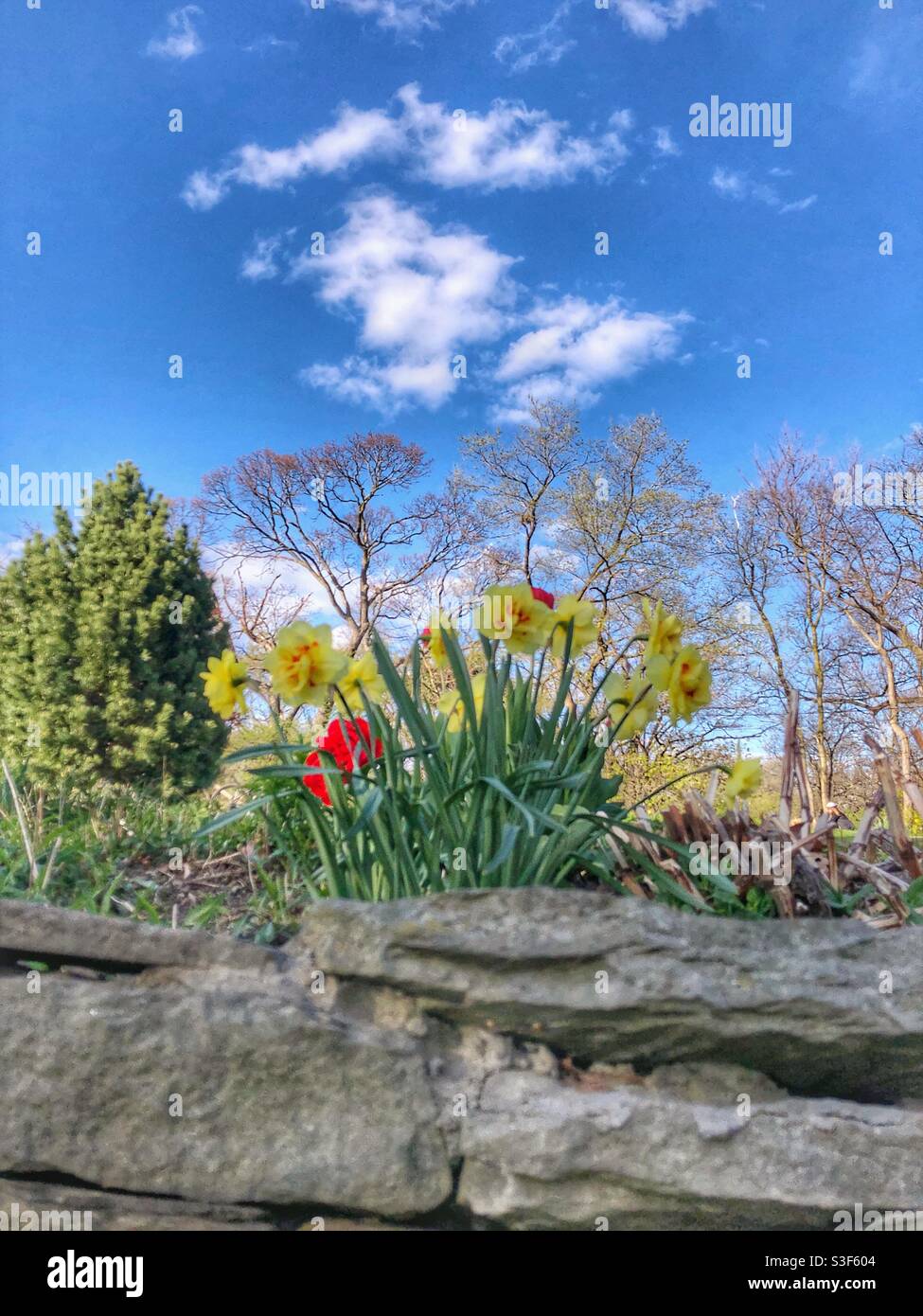 Spring flowers in bloom Stock Photo - Alamy