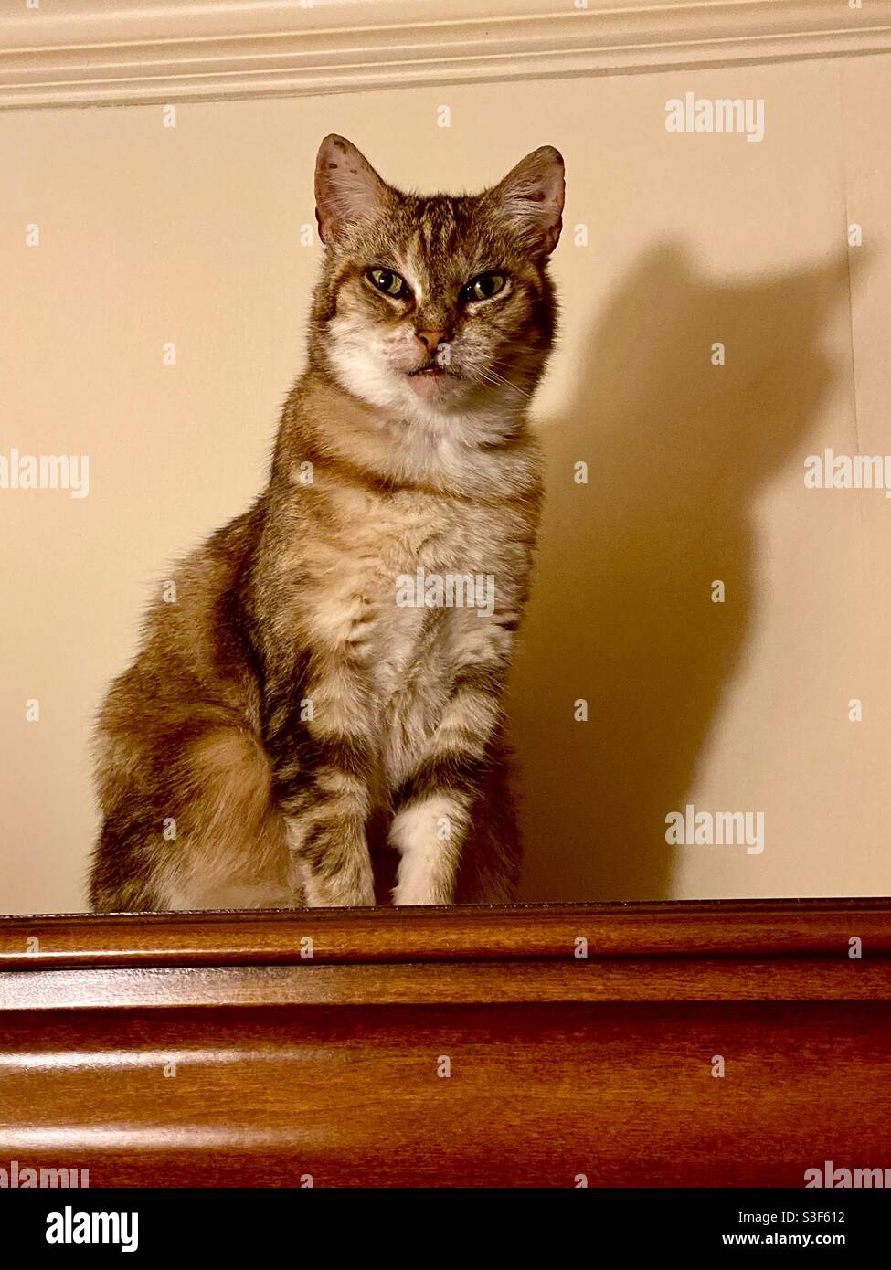 Tiggy the tabby cat - Smartphone Captured Stock Image