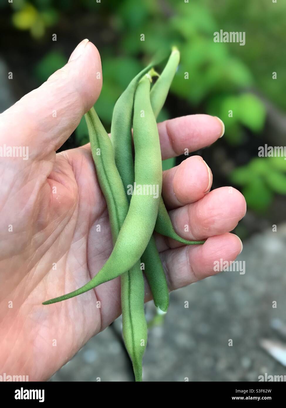 Hand holding freshly picked green beans from the garden. - Smartphone Captured Stock Image