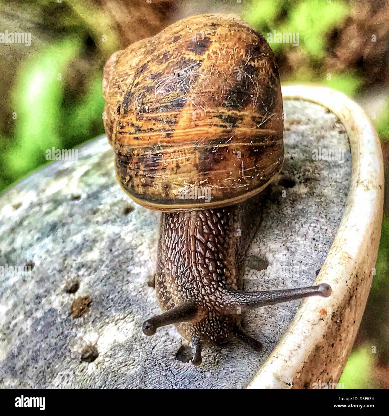 Close up of a common British garden snail with a well worn shell Stock