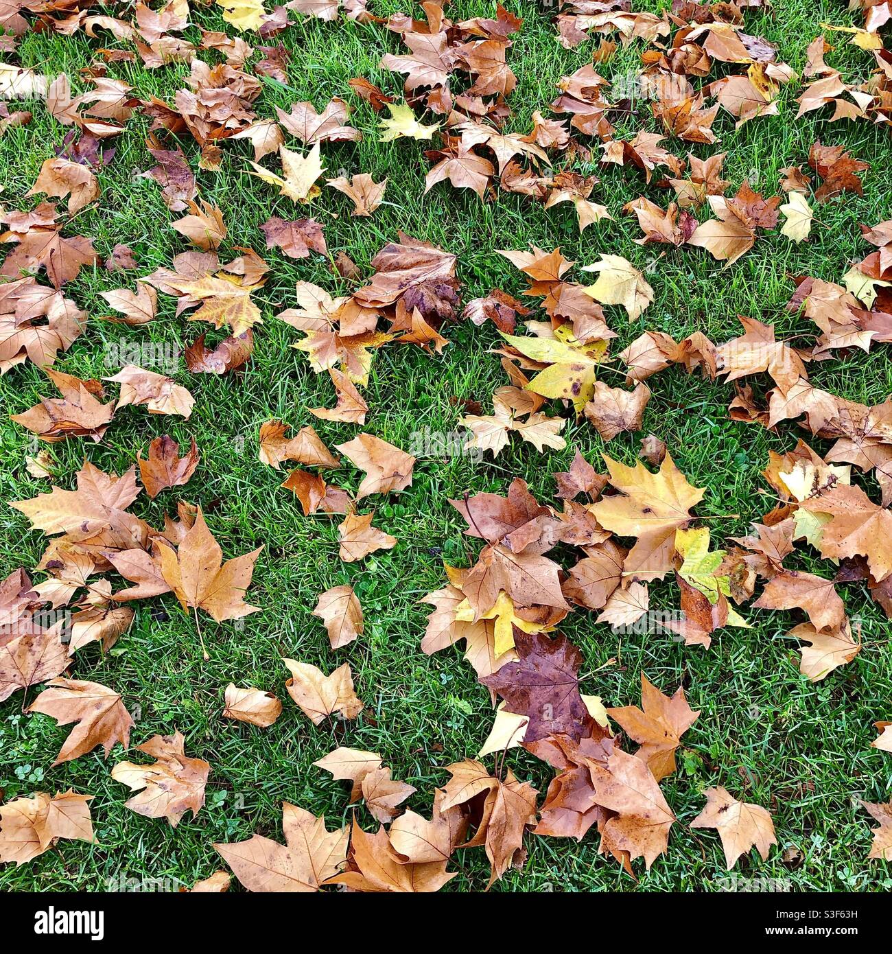 Autumn leaves from Plane tree on grass. Stock Photo