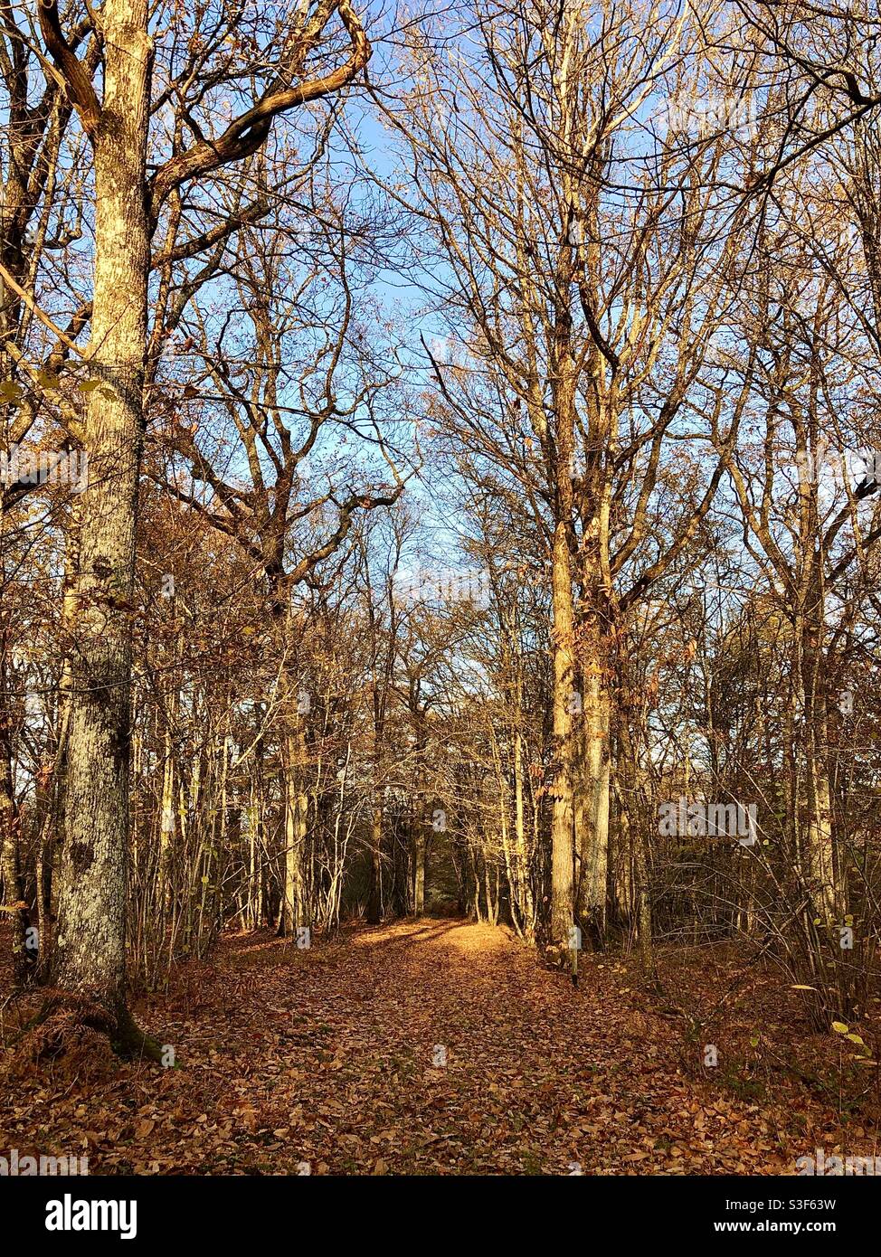 Wide path through Oak forest in Autumn. - Smartphone Captured Stock Image