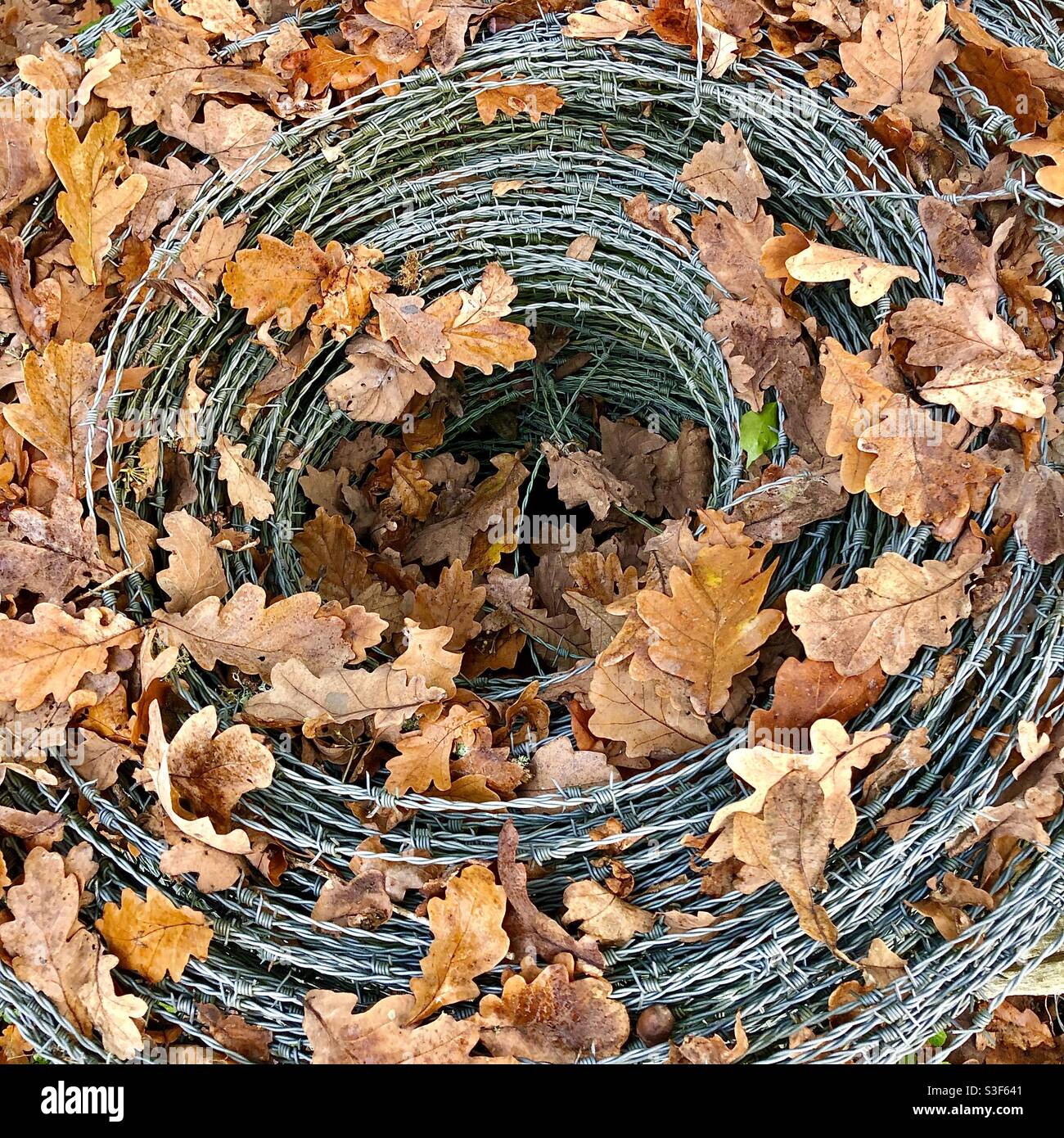 Roll of wire netting covered in fallen Oak tree leaves. Stock Photo