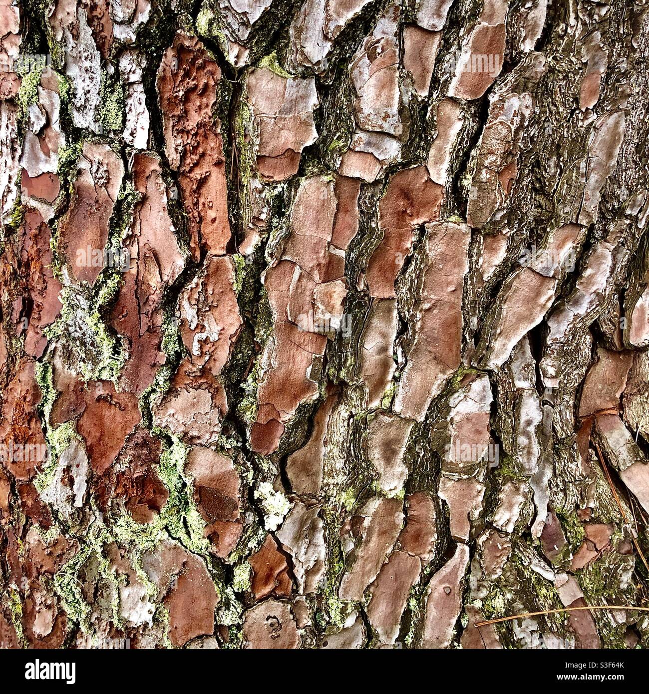 Detail of bark of Pine tree. - Smartphone Captured Stock Image