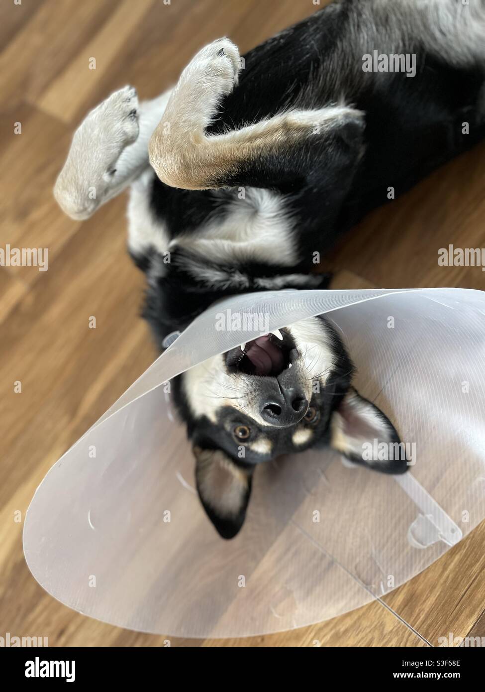 Castration hires stock photography and images Alamy