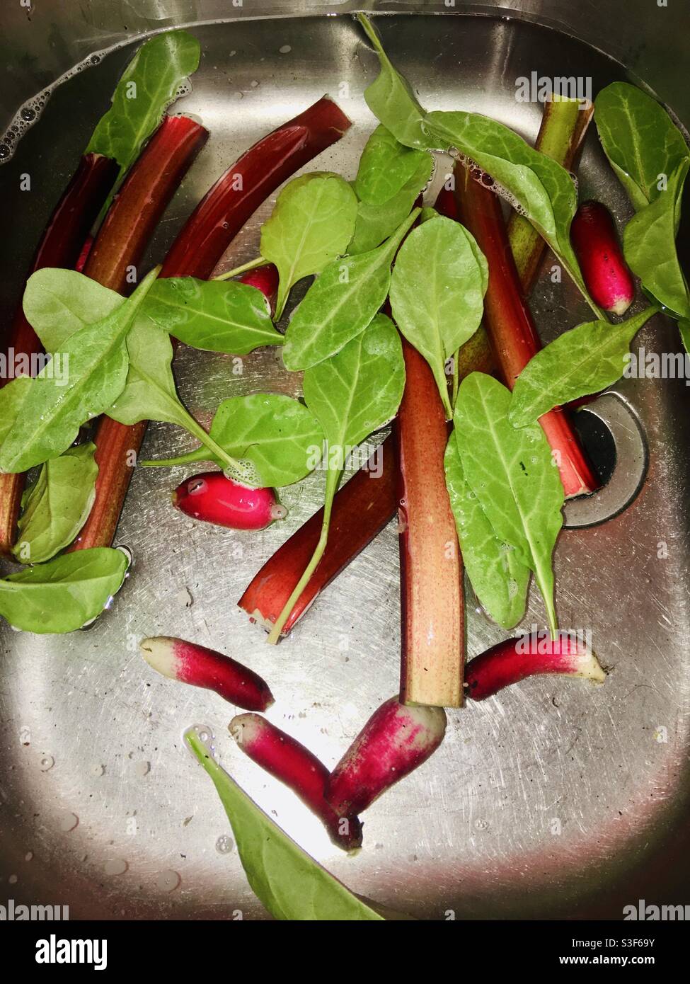 Washing freshly picked rhubarb spinach and radish in the sink - food preparation during COVID-19 lockdown Stock Photo