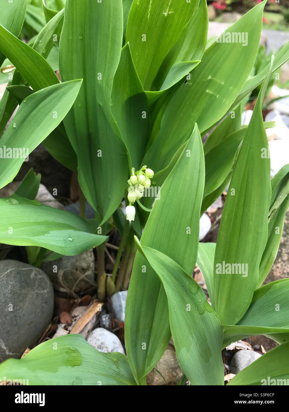 Lily of the valley in garden in may Stock Photo