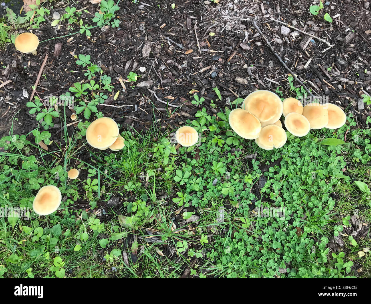 Mushrooms in the garden in the spring - Smartphone Captured Stock Image