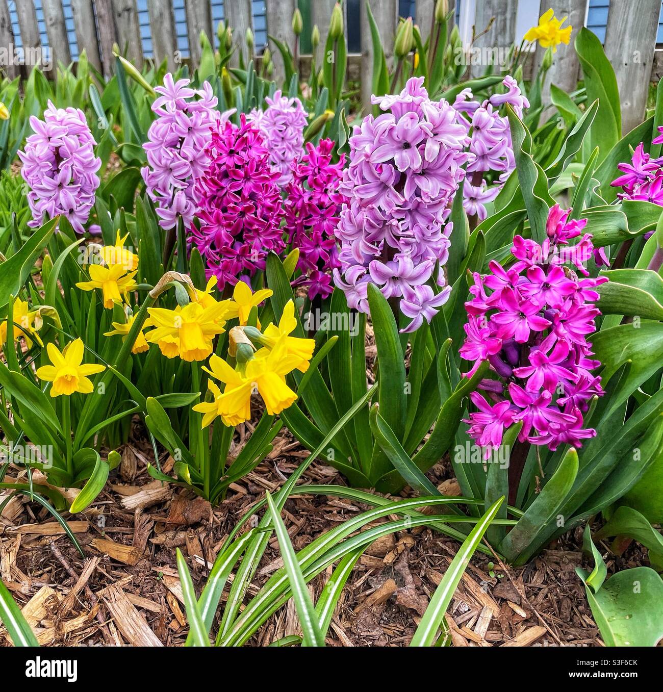 Dwarf daffodils and hyacinths in the home garden. - Smartphone Captured Stock Image