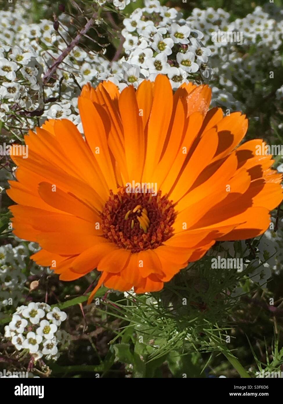 marigold, nature’s perfection, Portugal Stock Photo