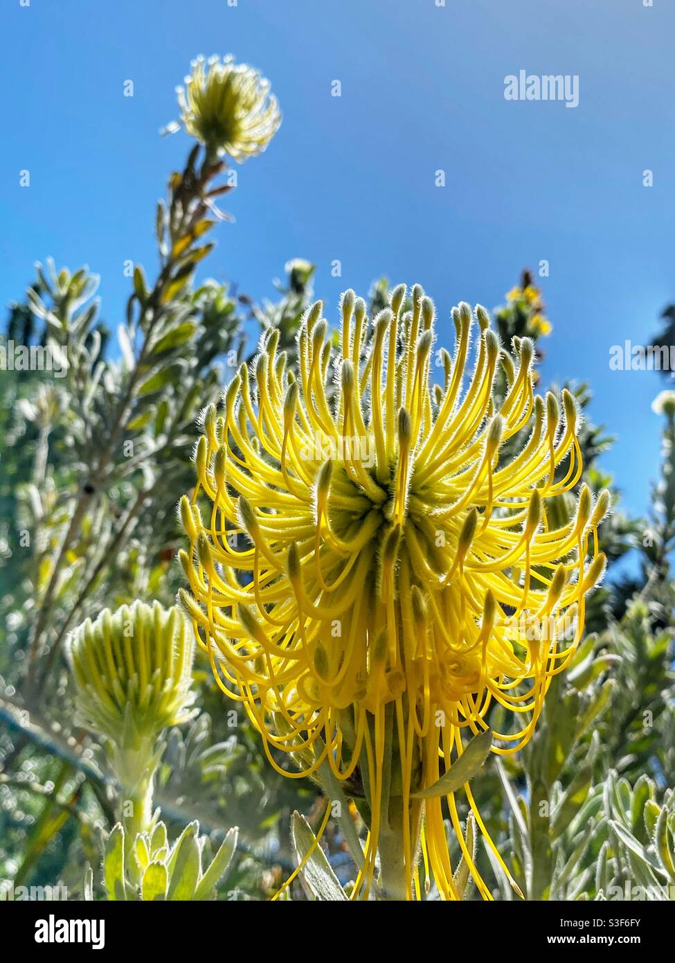 Weird shaped flower growing in the park in downtown San Francisco - Smartphone Captured Stock Image