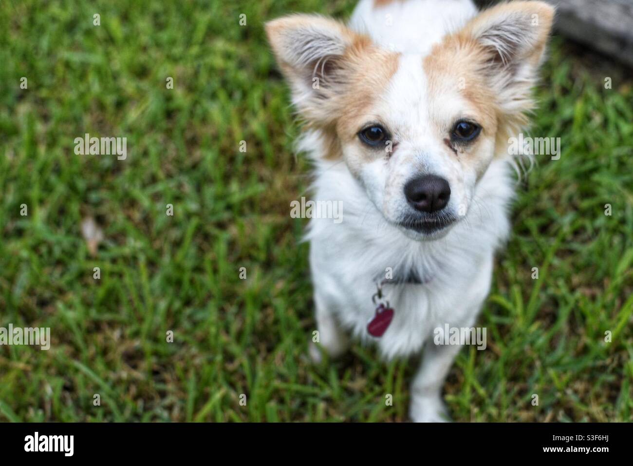 Puppy on the grass - Smartphone Captured Stock Image