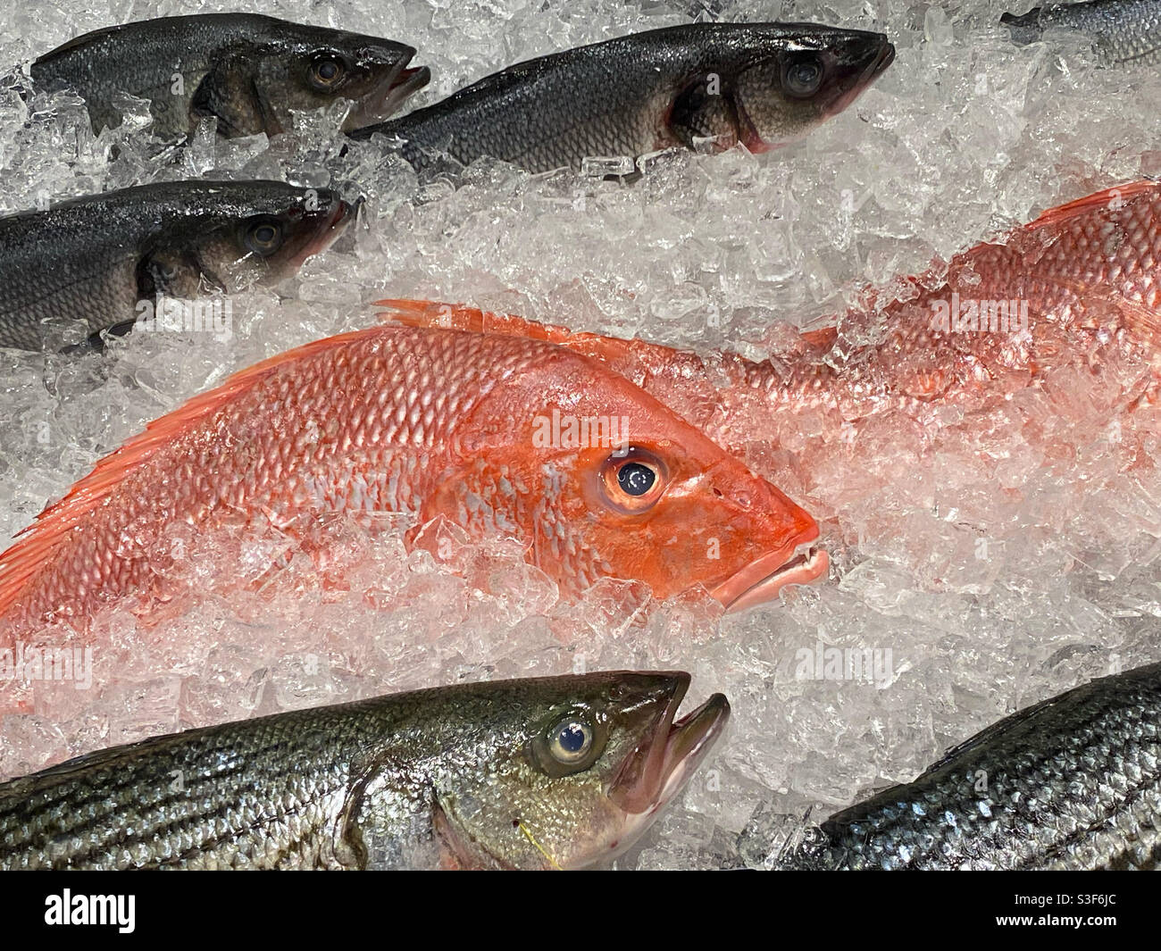 Red snapper and trout on ice in a fish market - Smartphone Captured Stock Image