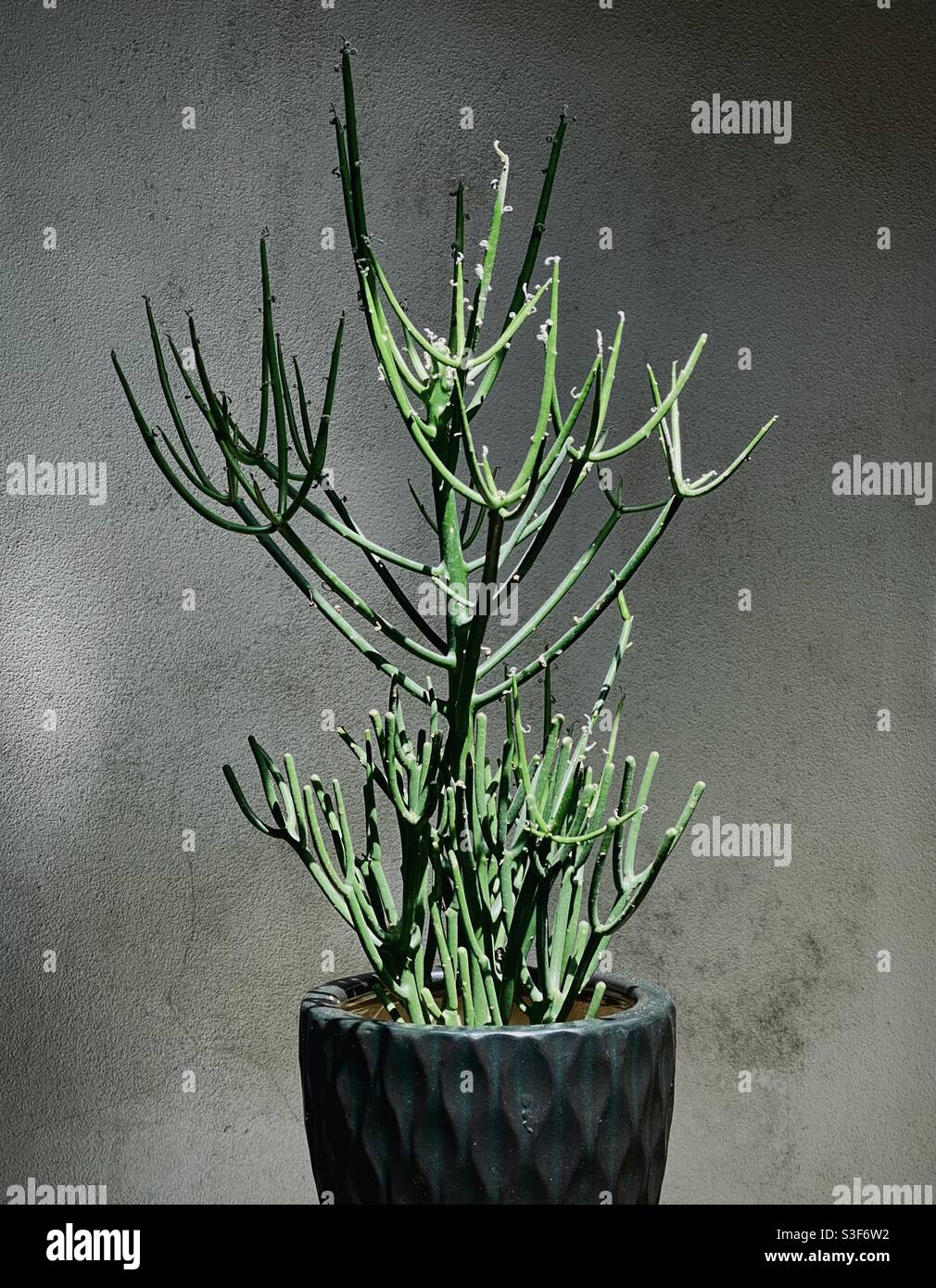 Euphorbia tirucallia, a tropical, African succulent plant, with its characteristic green and thick branches, for this reason also known as the pencil tree. Stock Photo