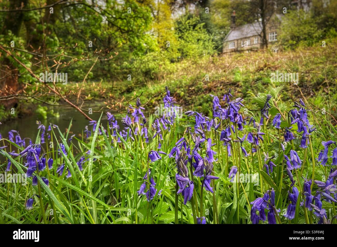 Bluebells on river bank at Rivington in Lancashire Stock Photo