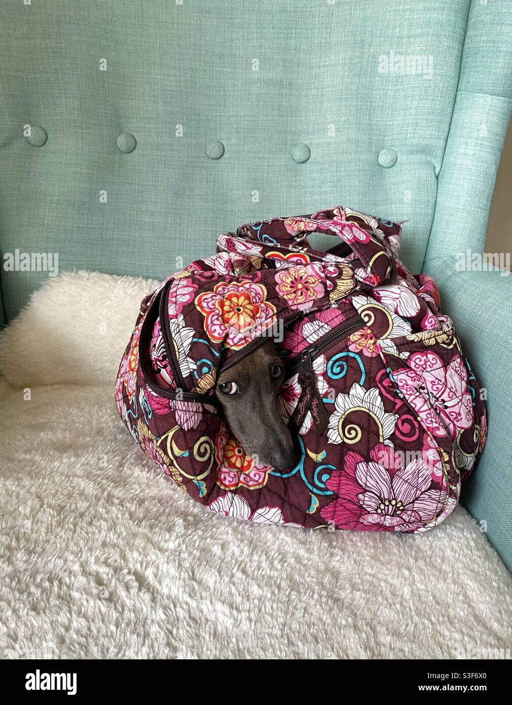 Curly Italian greyhound in a bag Stock Photo