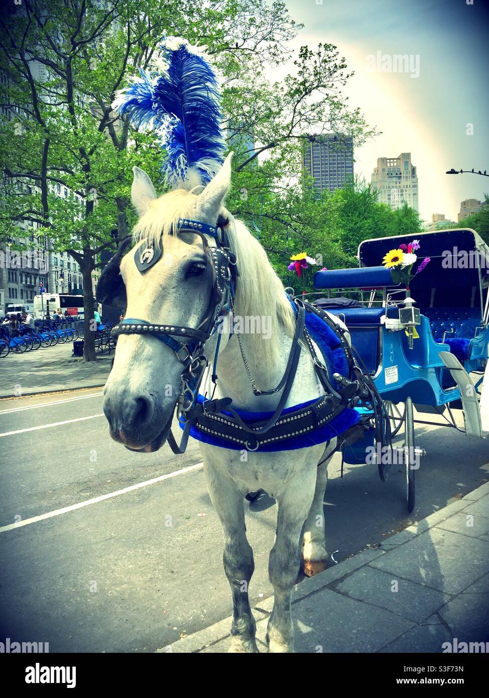 Horse new york city hi-res stock photography and images - Alamy