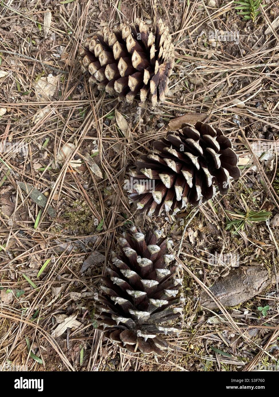 Pine cones and pine needles fallen Stock Photo