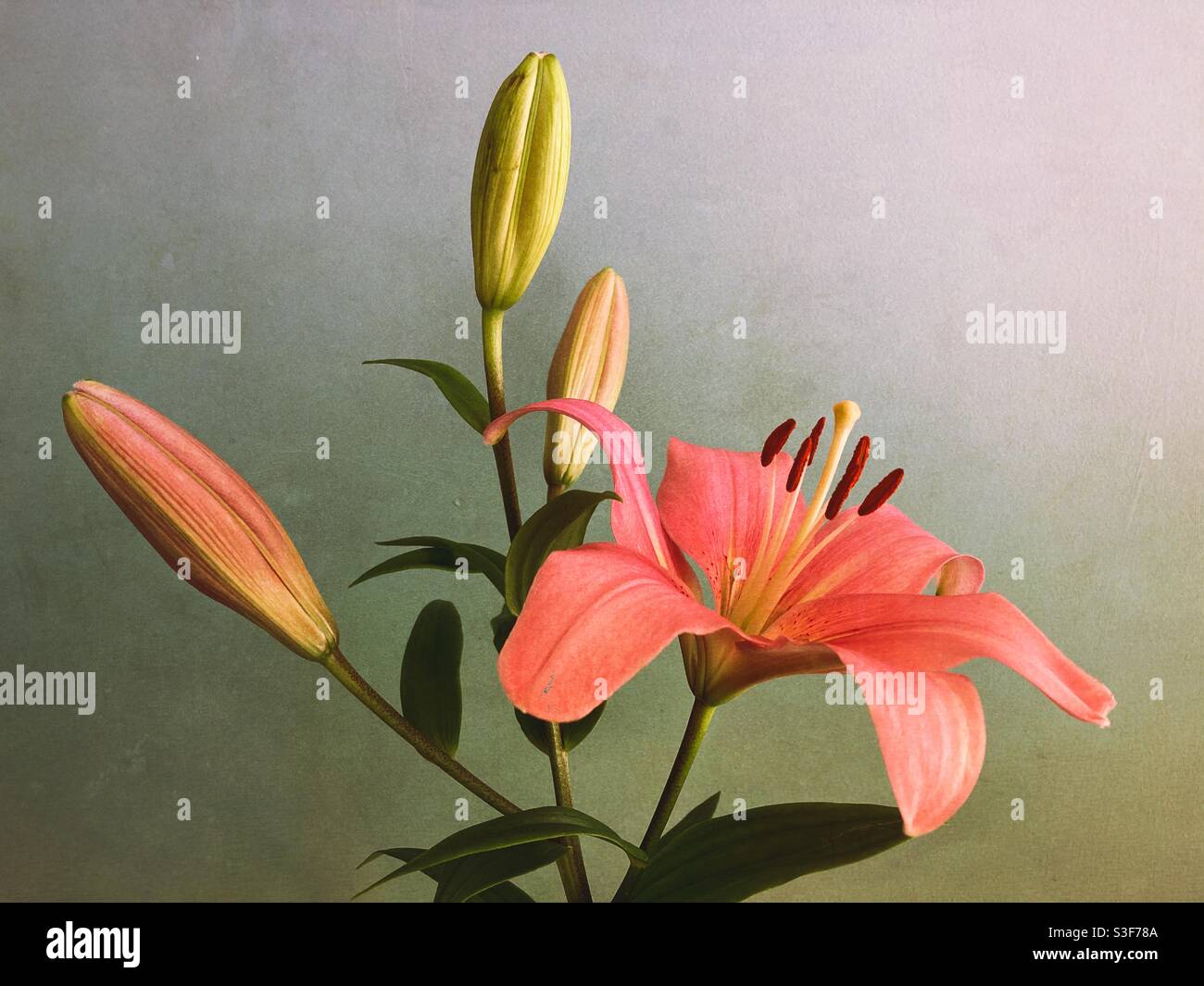 Flower - Smartphone Captured Stock Image