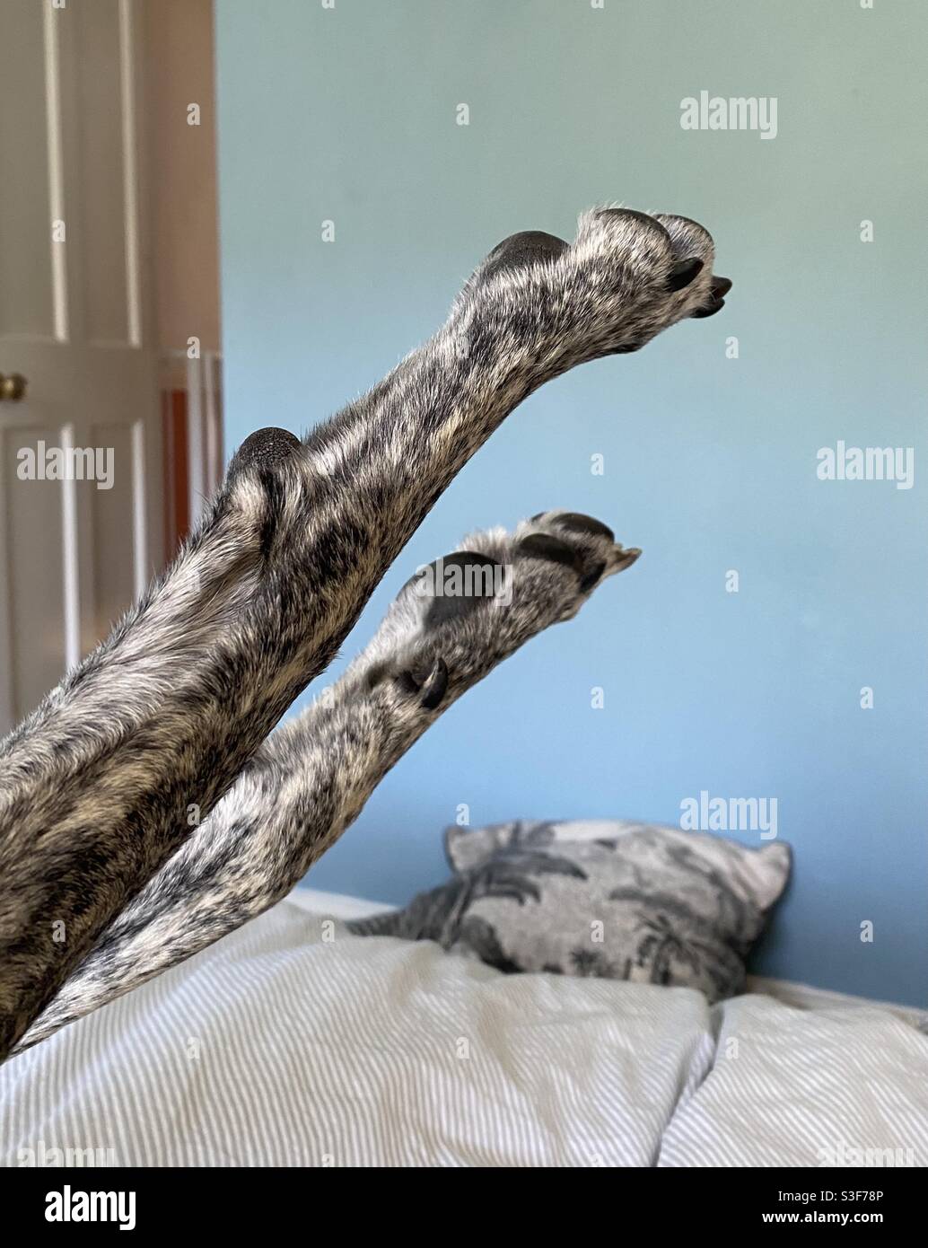 Greyhound legs in house Stock Photo Alamy