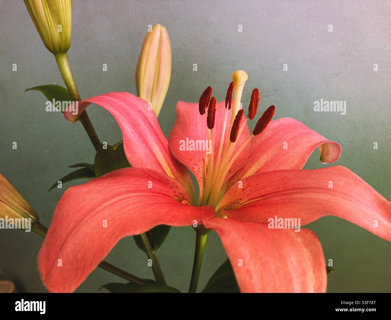 Flower - Smartphone Captured Stock Image