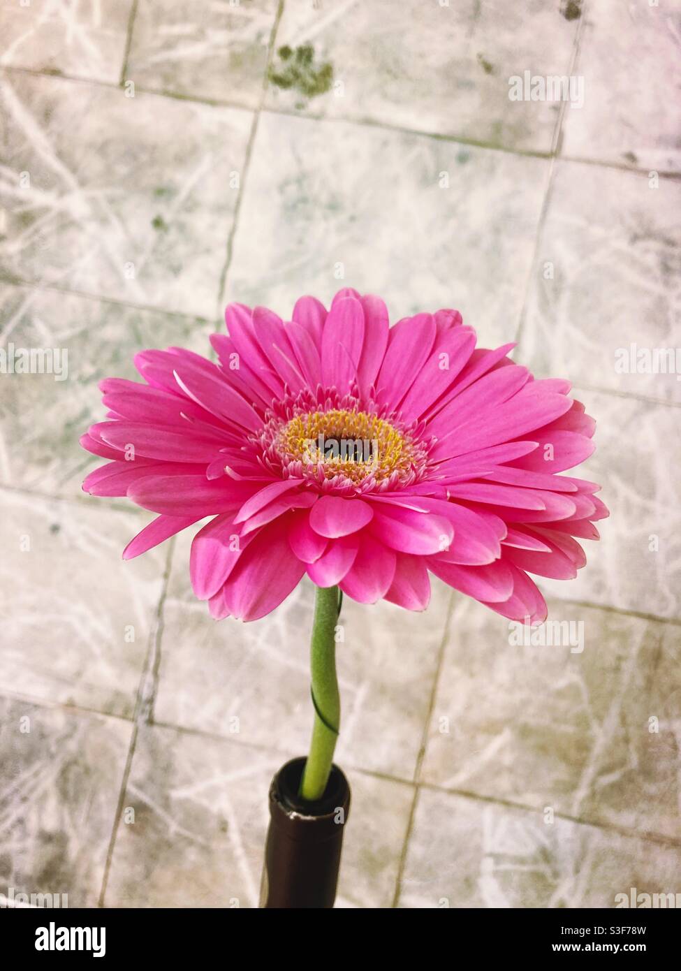 Flower - Smartphone Captured Stock Image