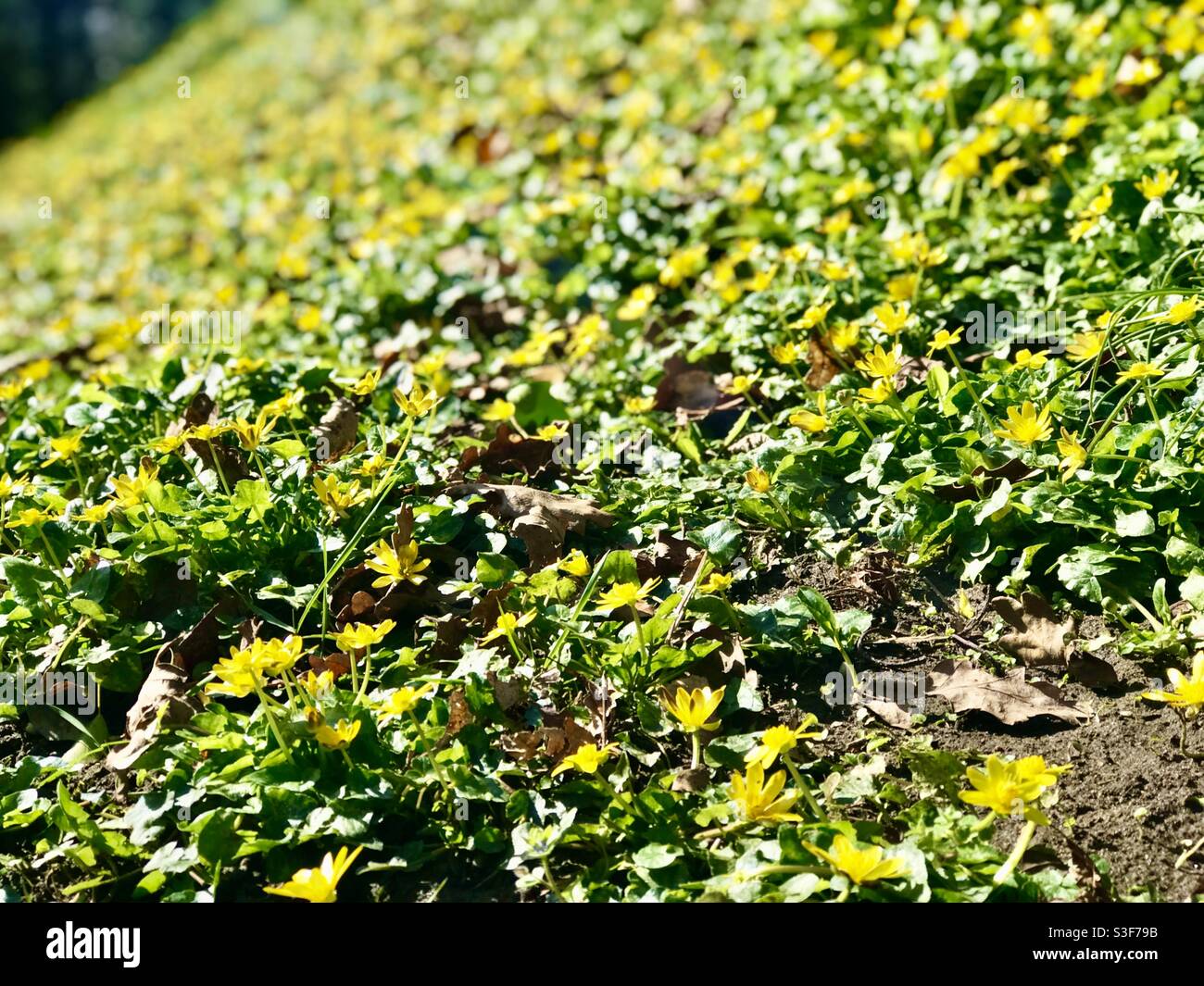 A bank of lesser celandines in the sunshine at Puttenham in Surrey Stock Photo