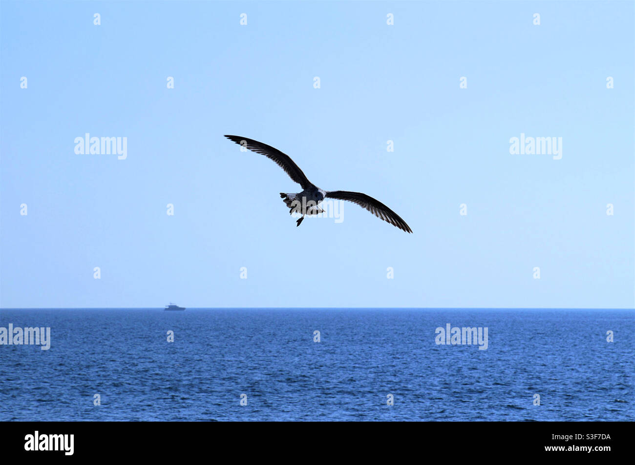 Large silhouette of a seagull flying over the sea - Smartphone Captured Stock Image