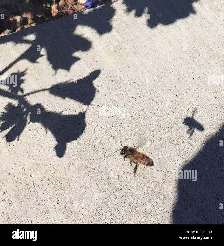 Shadows of wildflowers on concrete with a honeybee approaching the shadowy flowers with its own shadow close by. Stock Photo