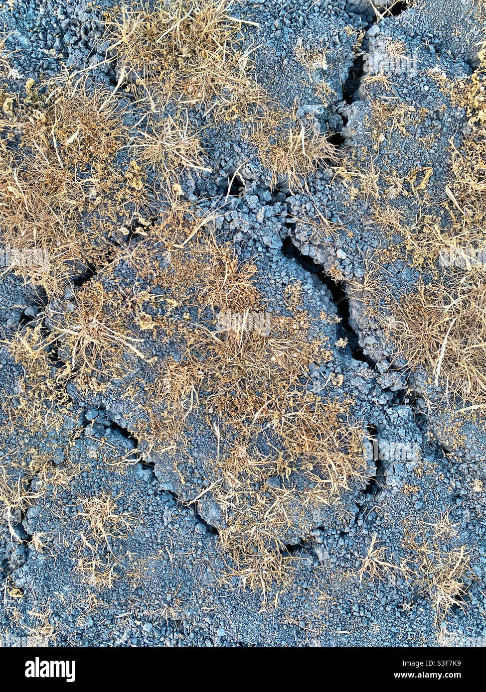 Cracked earth and dried plants - Smartphone Captured Stock Image